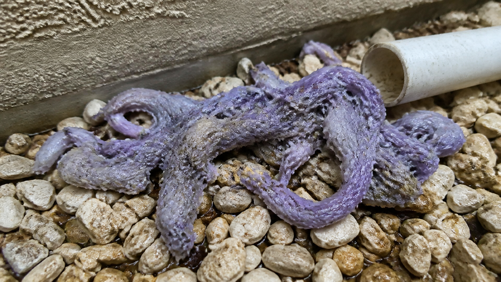Editorial reconstruction of wet purple rope-like buildup beside a condensate drain termination